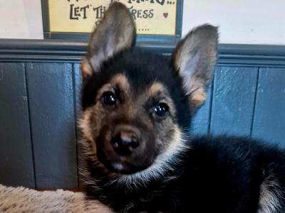 Stunning, Purebred Straight Backed Traditional German Shepherd puppies in Offaly