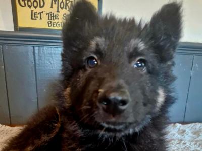 Stunning, Purebred Straight Backed Traditional German Shepherd puppies in Offaly