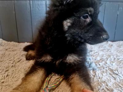 Stunning, Pure Bred Straight Backed Traditional German Shepherd Pups