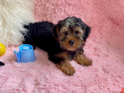 Beautiful Purebred Yorkshire Terrier puppies in Meath✨