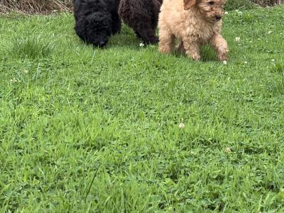 Playful Mini Poodle puppies in Carlow 🤎