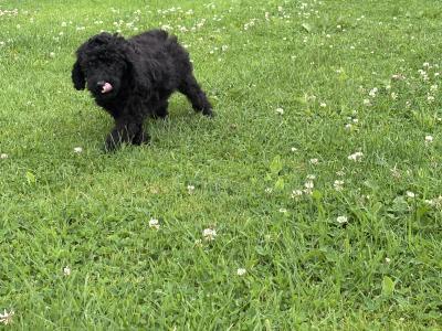 Playful Mini Poodle puppies in Carlow 🤎