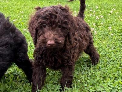 Playful Miniature Poodle puppies in Carlow 🤎 **only  chocolate & black  available *