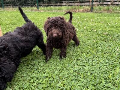 Playful Mini Poodle puppies in Carlow 🤎