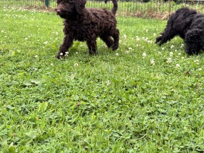 Playful Mini Poodle puppies in Carlow 🤎