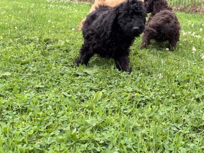 Playful Mini Poodle puppies in Carlow 🤎