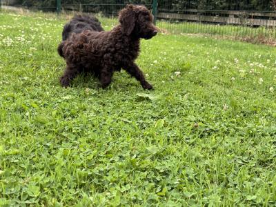 Playful Mini Poodle puppies in Carlow 🤎