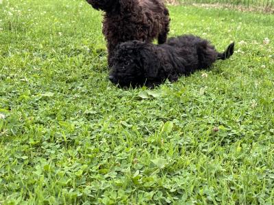 Playful Mini Poodle puppies in Carlow 🤎