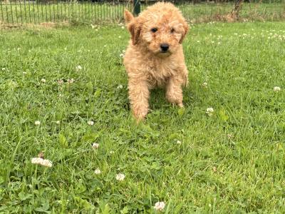 Playful Mini Poodle puppies in Carlow 🤎