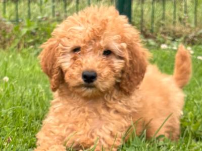 Playful Mini Poodle puppies in Carlow 🤎
