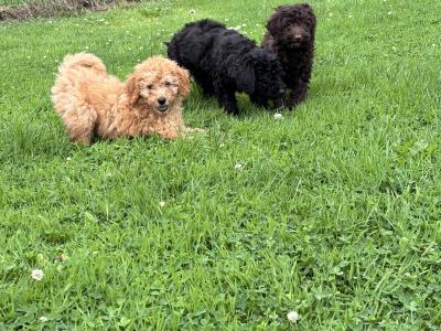 Playful Mini Poodle puppies in Carlow 🤎