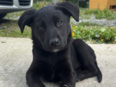 Female Labrador x German Shepherd puppy in Kildare
