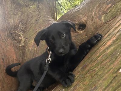 Female Labrador x German Shepherd puppy in Kildare