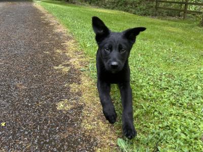 Female Labrador x German Shepherd puppy in Kildare