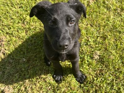 Female Labrador x German Shepherd puppy in Kildare