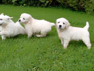 3 beautiful purebred Non Registered Golden Retriever pups for sale