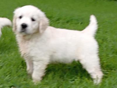 3 beautiful purebred Non Registered Golden Retriever puppies for sale in Cork