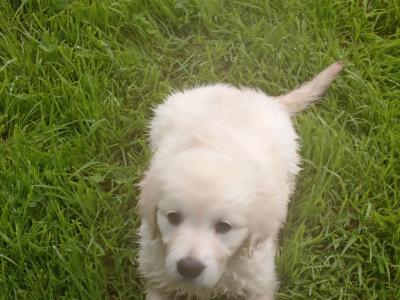3 beautiful purebred Non Registered Golden Retriever pups for sale