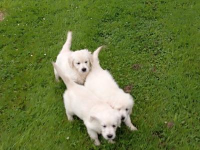 3 beautiful purebred Non Registered Golden Retriever pups for sale