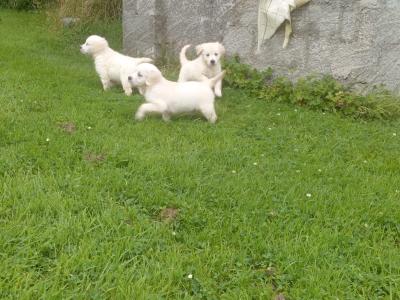 3 beautiful purebred Non Registered Golden Retriever pups for sale