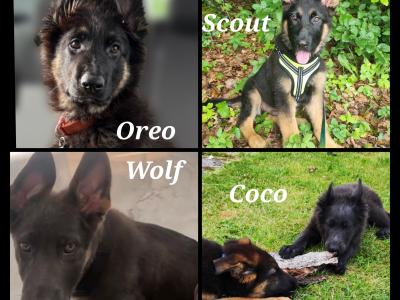 IKC Female German Shepherd Pup