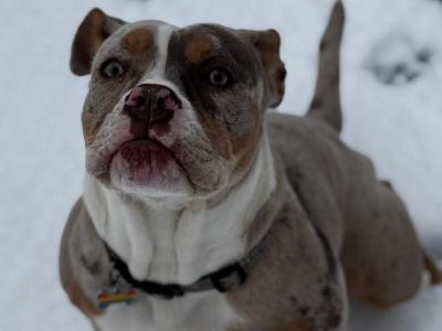 Female old English Bulldog for sale in Laois