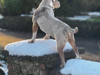 Female old English Bulldog for sale in Laois
