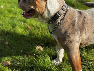 Female old English Bulldog for sale in Laois