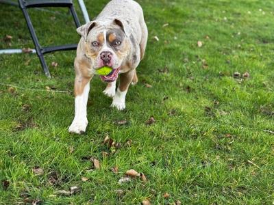 Female old English Bulldog for sale in Laois