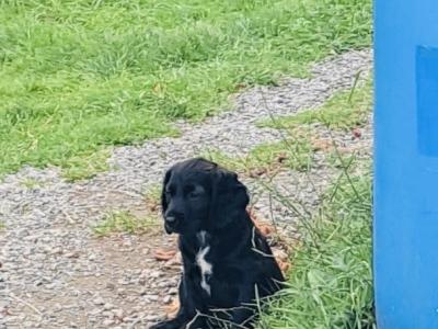 Female Springer Spaniel x Irish Red Setter puppy in Cork
