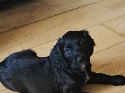 Female Springer Spaniel x Irish Red Setter puppy in Cork