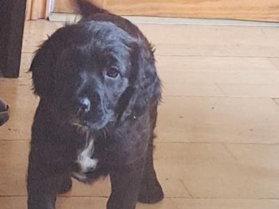 Female Springer Spaniel x Irish Red Setter puppy in Cork