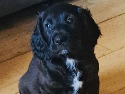 Female Springer Spaniel x Irish Red Setter puppy in Cork