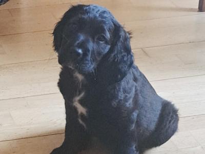 Female Springer Spaniel x Irish Red Setter puppy in Cork