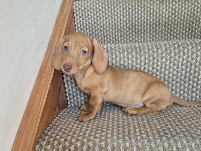 Miniature Dachshund puppies in Mayo