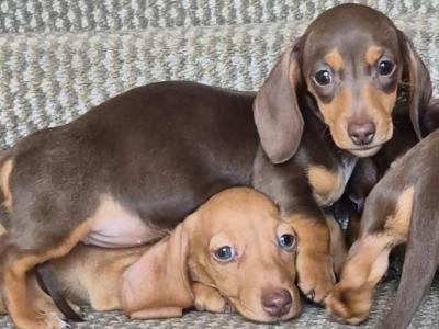 Miniature Dachshund puppies in Mayo