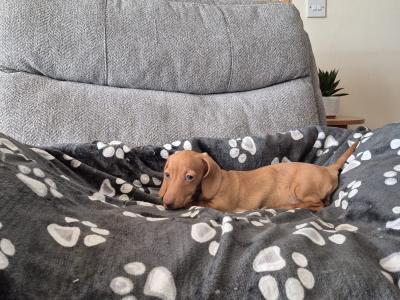 Miniature Dachshund puppies in Mayo