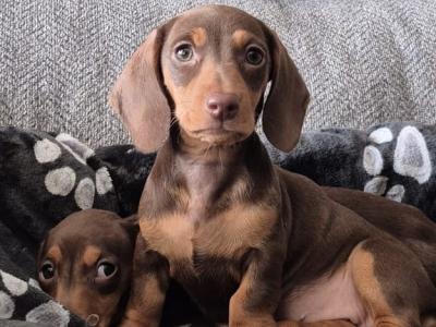 Miniature Dachshund puppies in Mayo