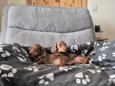 Miniature Dachshund puppies in Mayo