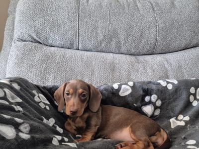 Miniature Dachshund puppies in Mayo