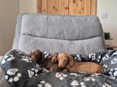 Miniature Dachshund puppies in Mayo