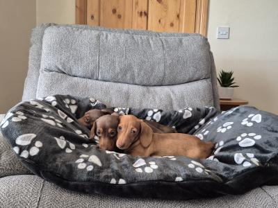 Miniature Dachshund puppies in Mayo