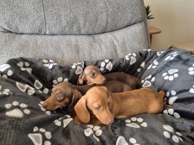 Miniature Dachshund puppies in Mayo