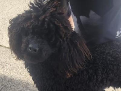 Male Toy Poodle in Cork