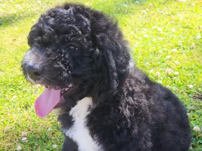 Male Sheepadoodle (old English Sheepdog x Poodle) puppy in Wexford