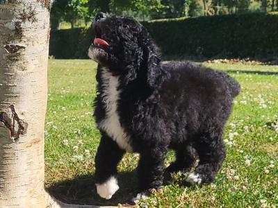 Male Sheepadoodle (old English Sheepdog x Poodle) puppy in Wexford