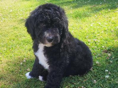 Male Sheepadoodle (old English Sheepdog x Poodle) puppy in Wexford