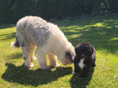 Male Sheepadoodle (old English Sheepdog x Poodle) puppy in Wexford