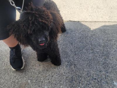 TOY POODLE