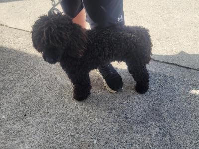 TOY POODLE